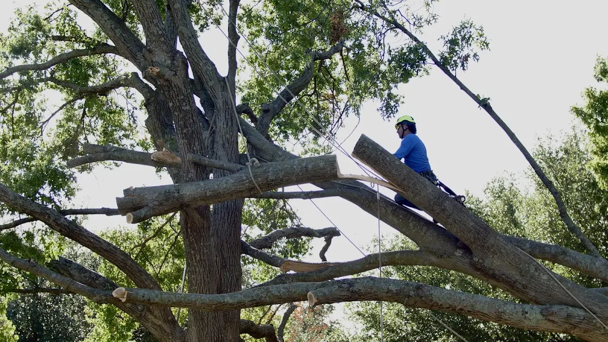 Professional Crown Thinning performed by certified arborists in Wallington