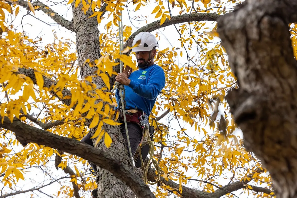 Skilled Storm Damage Cleanup crew working in Wallington